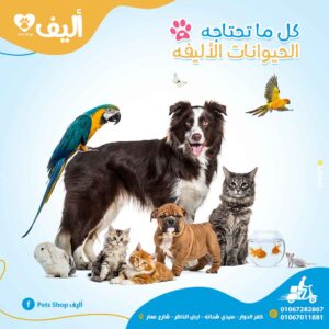 smartx projects (3)